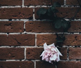 Rose flowers decoration on old brick wall Stock Photo