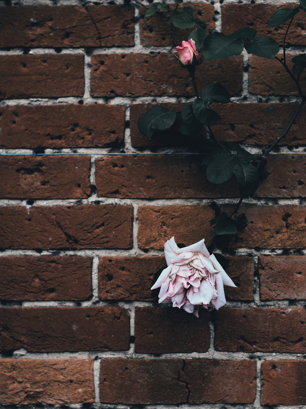Rose flowers decoration on old brick wall Stock Photo