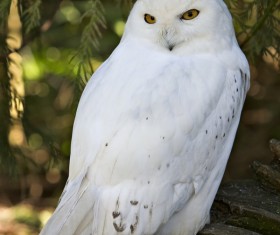 Snowy Owl Stock Photo 01