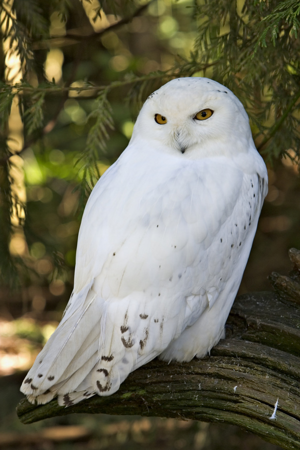 Snowy Owl Stock Photo 01