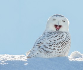 Snowy Owl Stock Photo 02