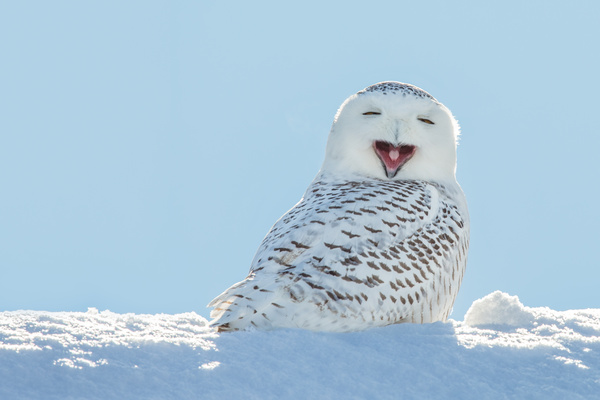 Snowy Owl Stock Photo 02