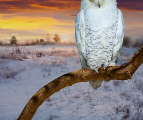 Snowy Owl Stock Photo 03