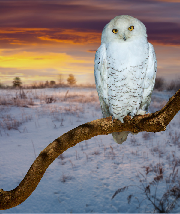 Snowy Owl Stock Photo 03