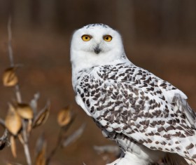Snowy Owl Stock Photo 04