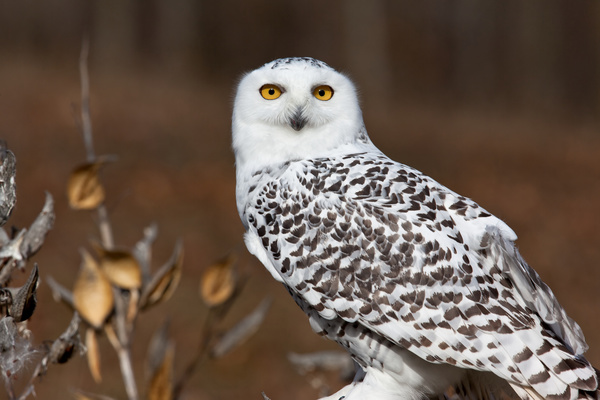 Snowy Owl Stock Photo 04