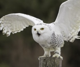 Snowy Owl Stock Photo 05