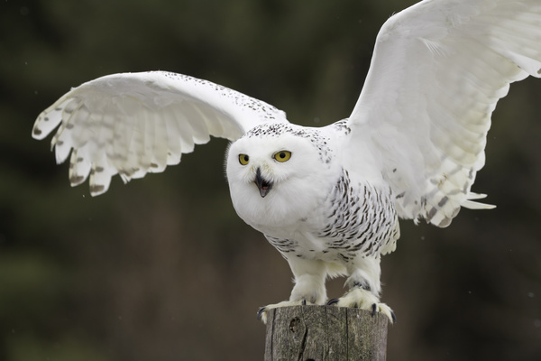 Snowy Owl Stock Photo 05