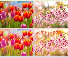 Soft Red Photoshop Action