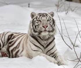 Tiger in the snow Stock Photo