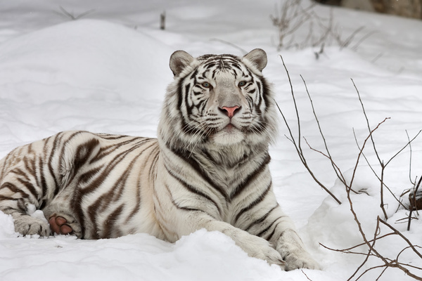 Tiger in the snow Stock Photo