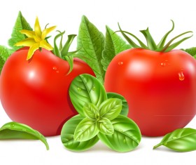 Tomato with green leaves vector