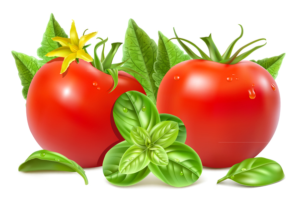 Tomato with green leaves vector
