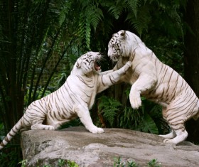 Two white tiger bengal fight Stock Photo