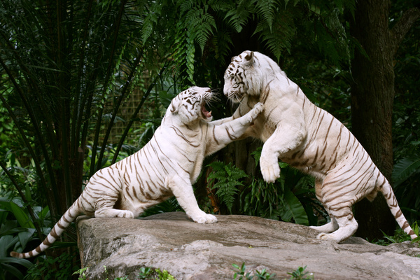 Two white tiger bengal fight Stock Photo