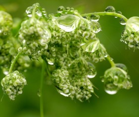Water drops on green plant Stock Photo