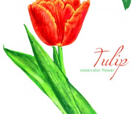 Watercolor tulip flower vectors 01