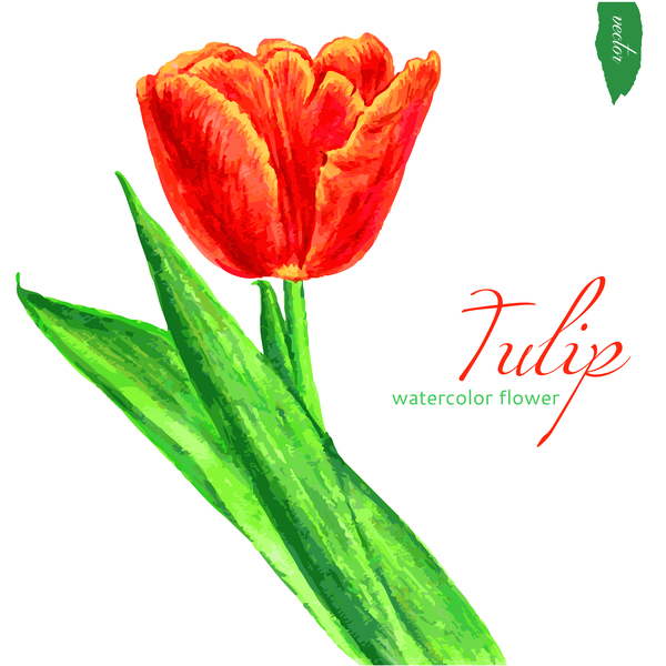 Watercolor tulip flower vectors 01