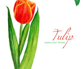 Watercolor tulip flower vectors 02