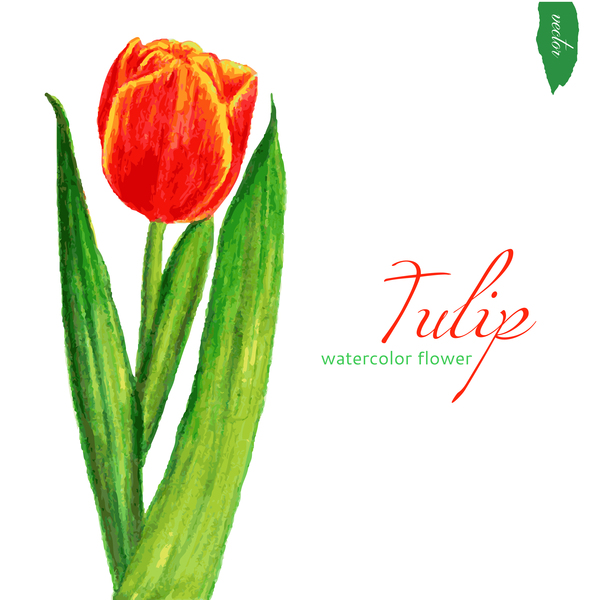 Watercolor tulip flower vectors 02