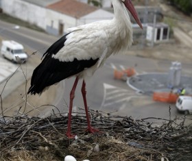 White Stork guarding the nest Stock Photo