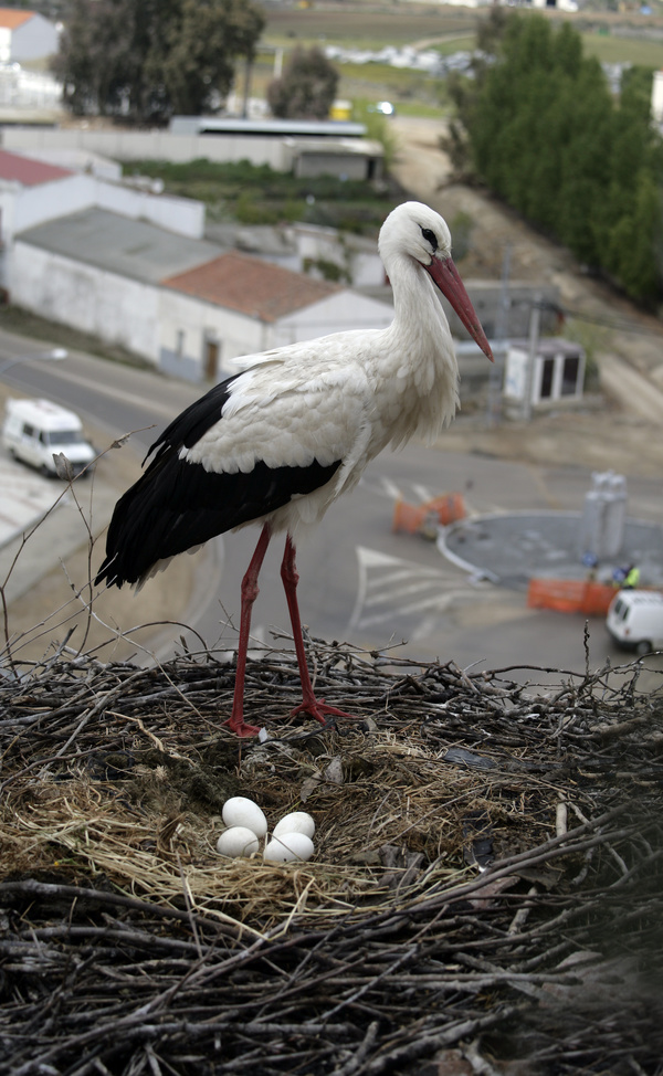 White Stork guarding the nest Stock Photo