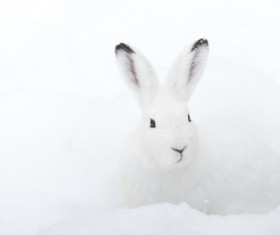 White rabbit in the snow Stock Photo