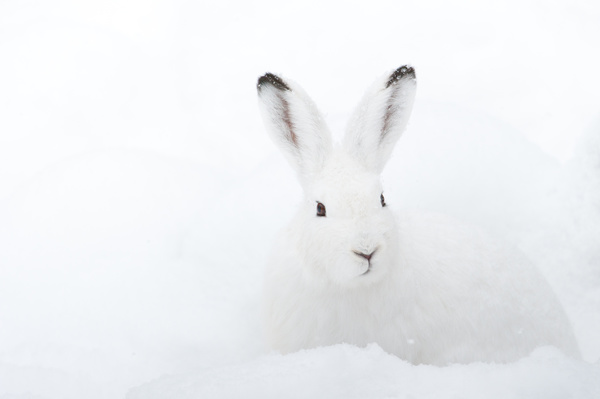 White rabbit in the snow Stock Photo