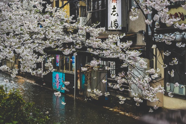 White sakura on japan town Stock Photo