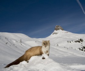 Wild animals in the snow Stock Photo 02