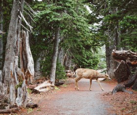 Wild deer on jungle pathway Stock Photo