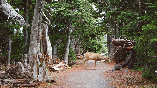 Wild deer on jungle pathway Stock Photo