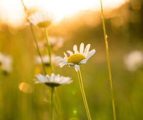 Wild flowers in the sun Stock Photo