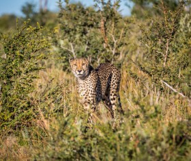 Wild leopard in the jungle Stock Photo
