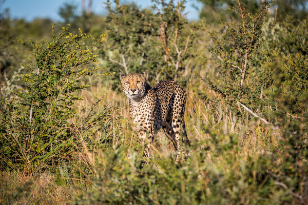 Wild leopard in the jungle Stock Photo