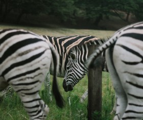 Wild zebras in nature Stock Photo