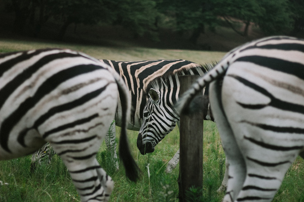 Wild zebras in nature Stock Photo