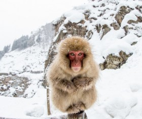 Winter crouch monkeys Stock Photo