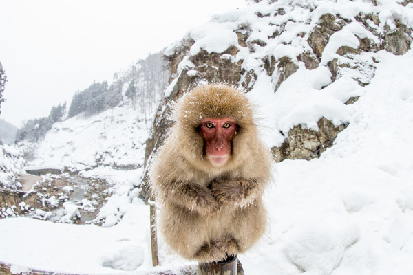 Winter crouch monkeys Stock Photo