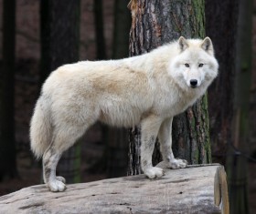 Wolf Stock Photo 01