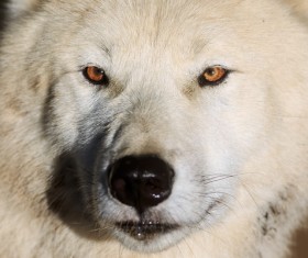 Wolf Stock Photo 03