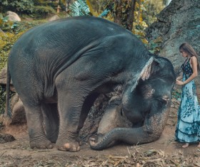 Woman and elephant live in harmony Stock Photo 05