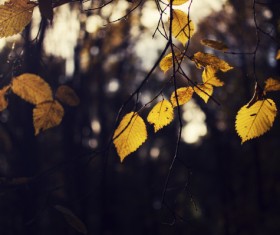 Yellow leaves on branch in autumn Stock Photo