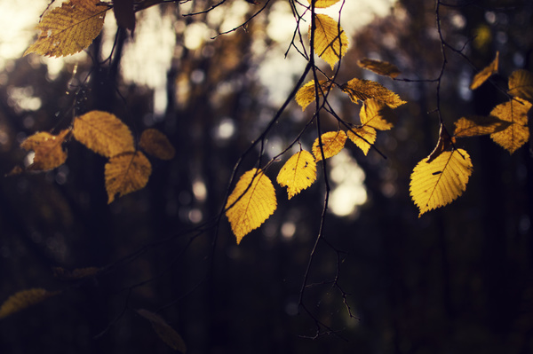 Yellow leaves on branch in autumn Stock Photo