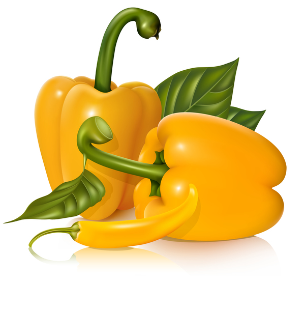 Yellow pepper vector illustrtion 02
