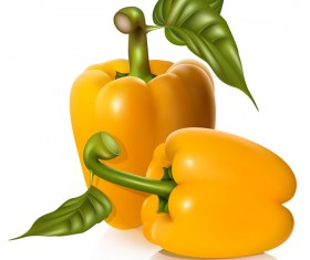 Yellow pepper vector illustrtion 03