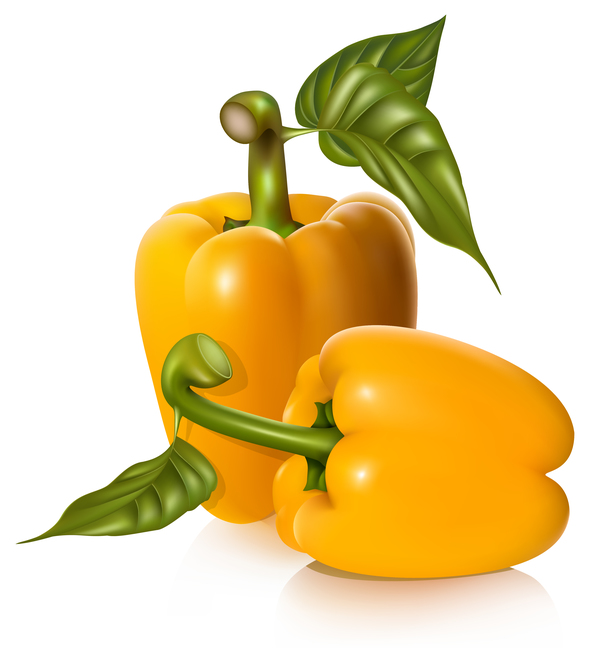 Yellow pepper vector illustrtion 03