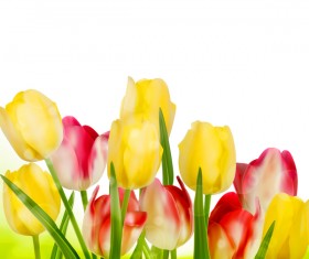 Yellow with red tulips with white background vector