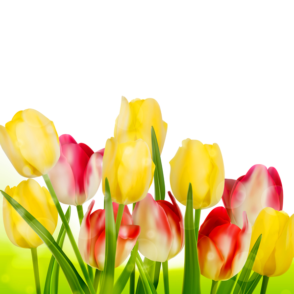 Yellow with red tulips with white background vector