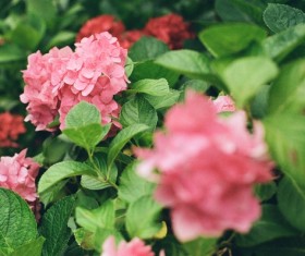 beautiful blooming flowers in nature Stock Photo